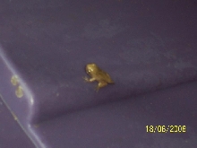tadpole1(1)