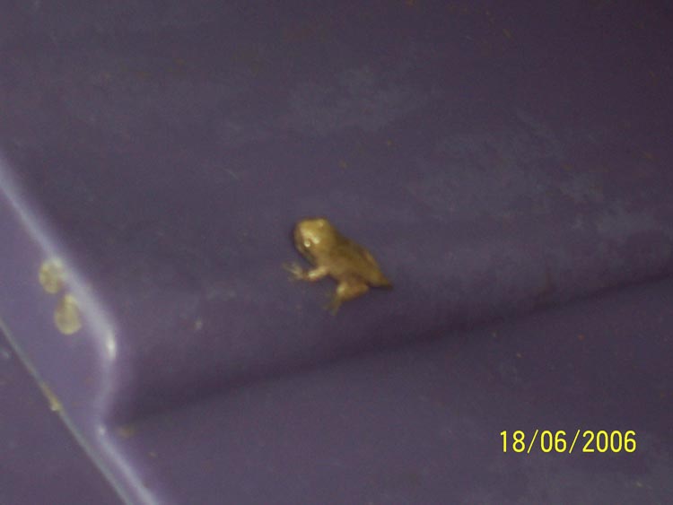 tadpole1(1)