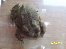 Molly1