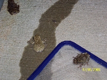 Tadpole1 parents