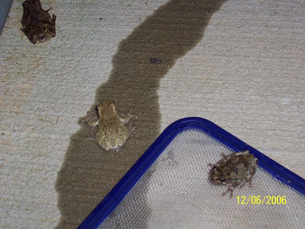 Tadpole1 parents