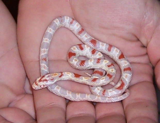 high white ro