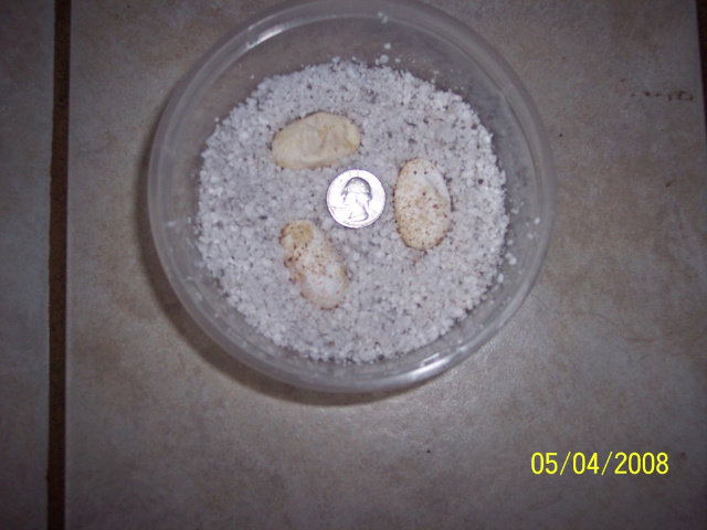 chuckwalla eggs