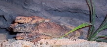 chuckwallas