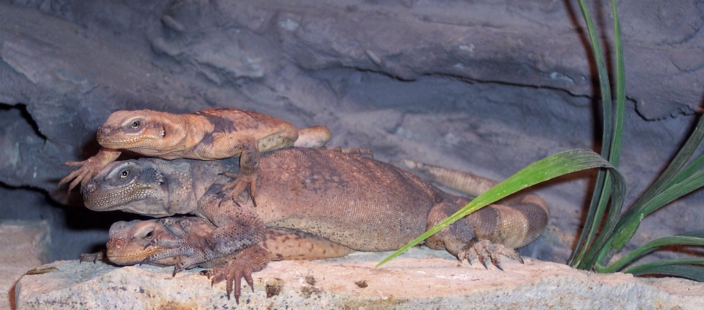 chuckwallas