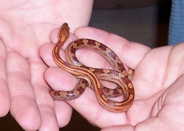 motleymale