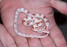 high white RO