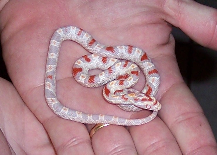 high white RO
