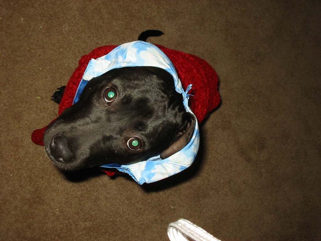 Stitch