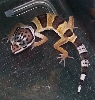 Baby gecko