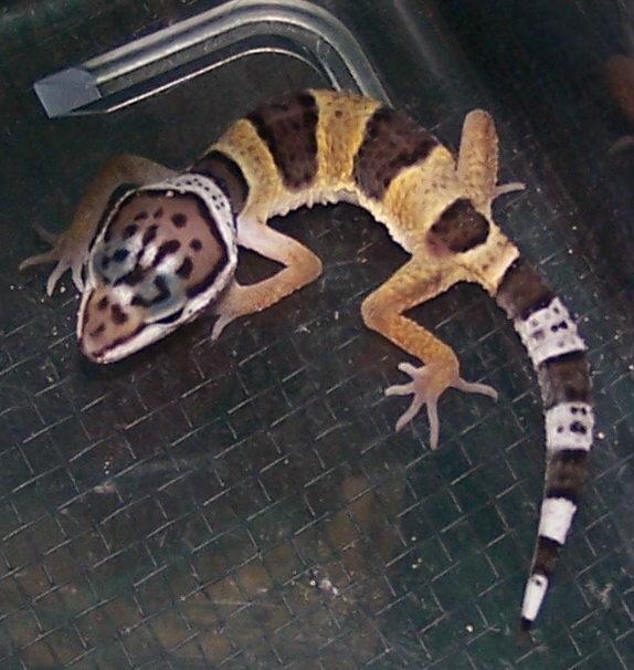 Baby gecko