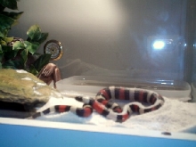 Charley after a HUGE meal