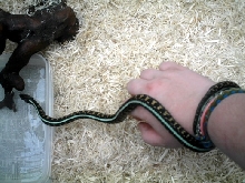24" red spotted garter