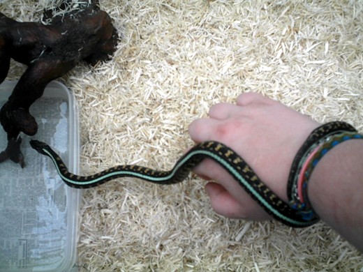 24" red spotted garter