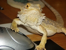Working A Mouse
