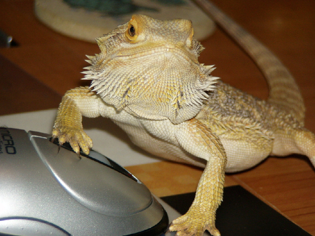 Working A Mouse