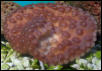 Saltwater - Austin Aquariums