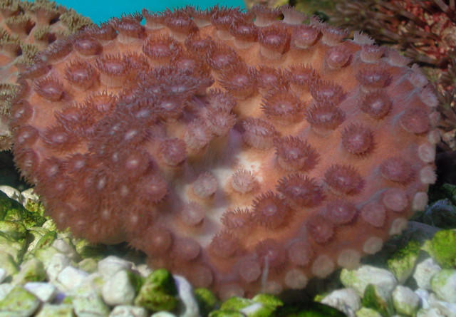Saltwater - Austin Aquariums