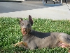 Ear cropping