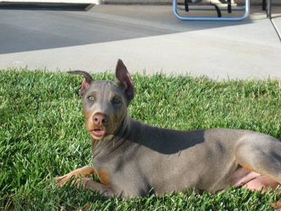 Ear cropping