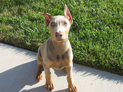 Ear cropping