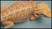 Red Orange Future Breeder