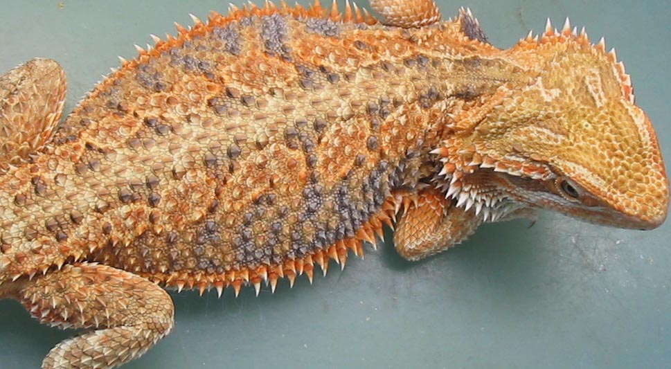 Red Orange Future Breeder
