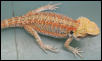Another Holdback