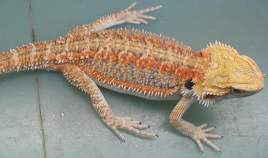 Another Holdback