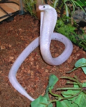 Venomoid Leucistic Monocled Cobra