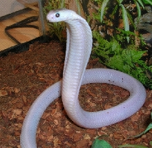 Venomoid Leucistic Monocled Cobra (pic2)