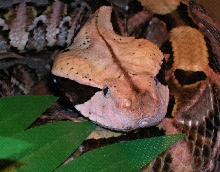 Venomoid W. African Gaboon Viper