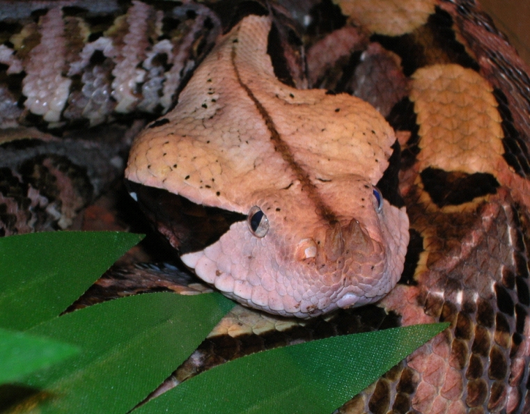 Venomoid W. African Gaboon Viper