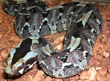Venomoid Rhinoceros Viper