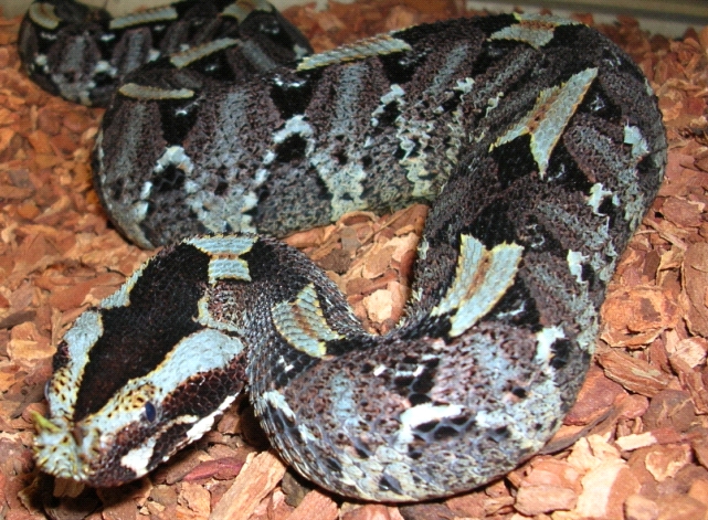 Venomoid Rhinoceros Viper