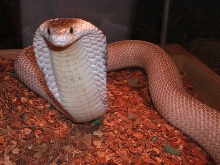 Venomoid 100% Het for Leucistic Monocled Cobra
