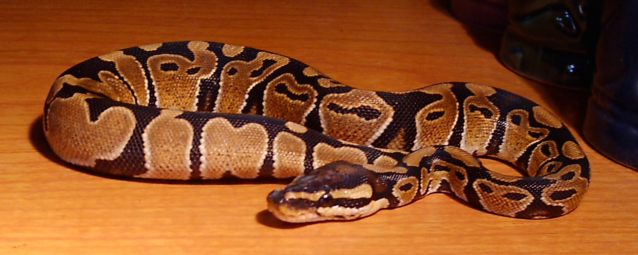 Kona The Piggy Snake