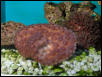 Saltwater - Austin Aquariums