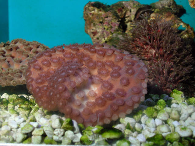Saltwater - Austin Aquariums