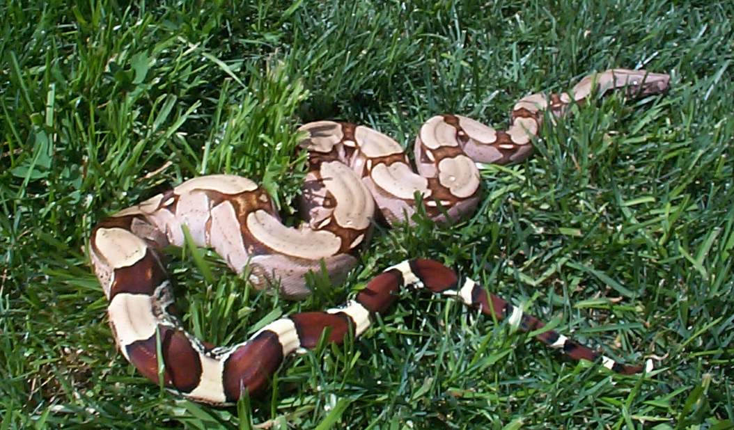 Guyana female