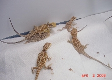 Baby Beardies at 5 weeks Better Pic