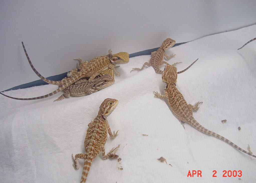 Baby Beardies at 5 weeks Better Pic