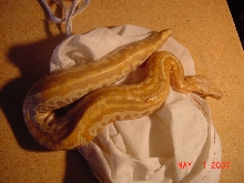 Female Albino Blood Python 5107