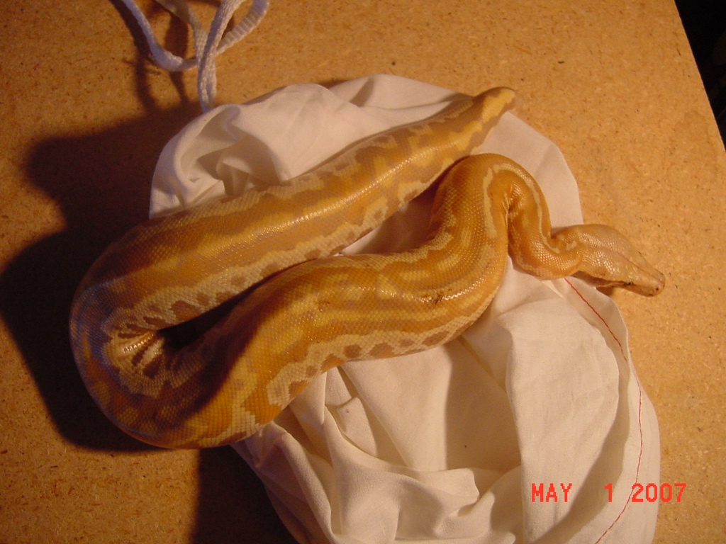 Female Albino Blood Python 5107