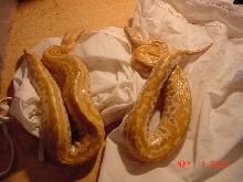 Albino Blood Python Pair 5107