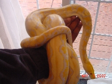 Male Albino Reticulated Python 5107