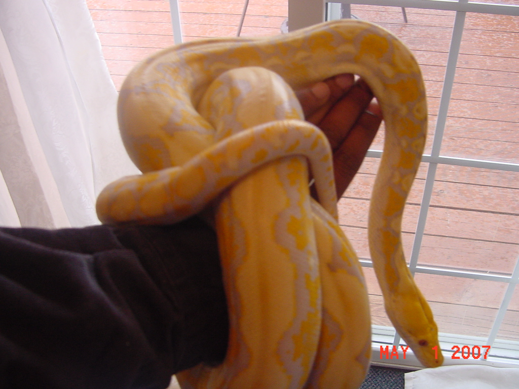 Male Albino Reticulated Python 5107