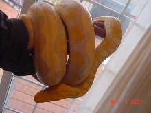 Male Albino Reticulated Python again 5107