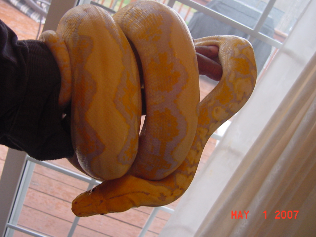 Male Albino Reticulated Python again 5107