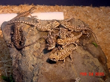 Evette's First Clutch
